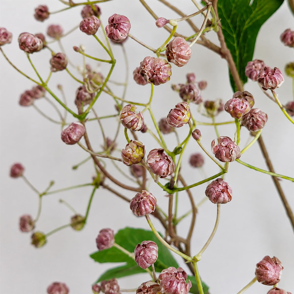 Faux Daphne Berry Sprays, 86cm Branching Stems - Set of 6