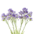 Artificial Pack of 6 x 60cm Purple Starflower Stem - 30 Flowers - Premium Quality
