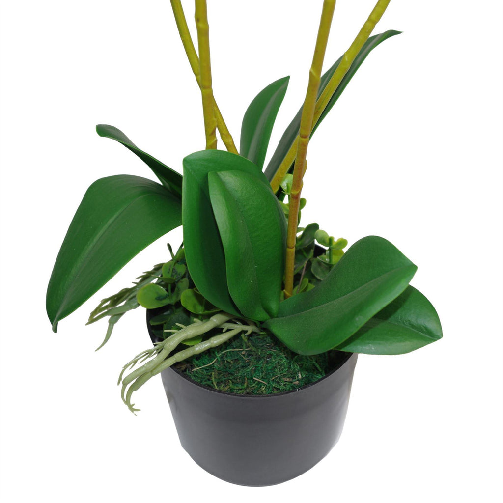 60cm Botanik Realistic Artificial Orchid Flower Display in Pot