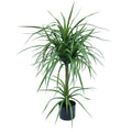 90cm Artificial Double Dracaena Plant - Premium Quality