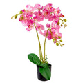 60cm Botanik Realistic Artificial Orchid Flower Display in Pot