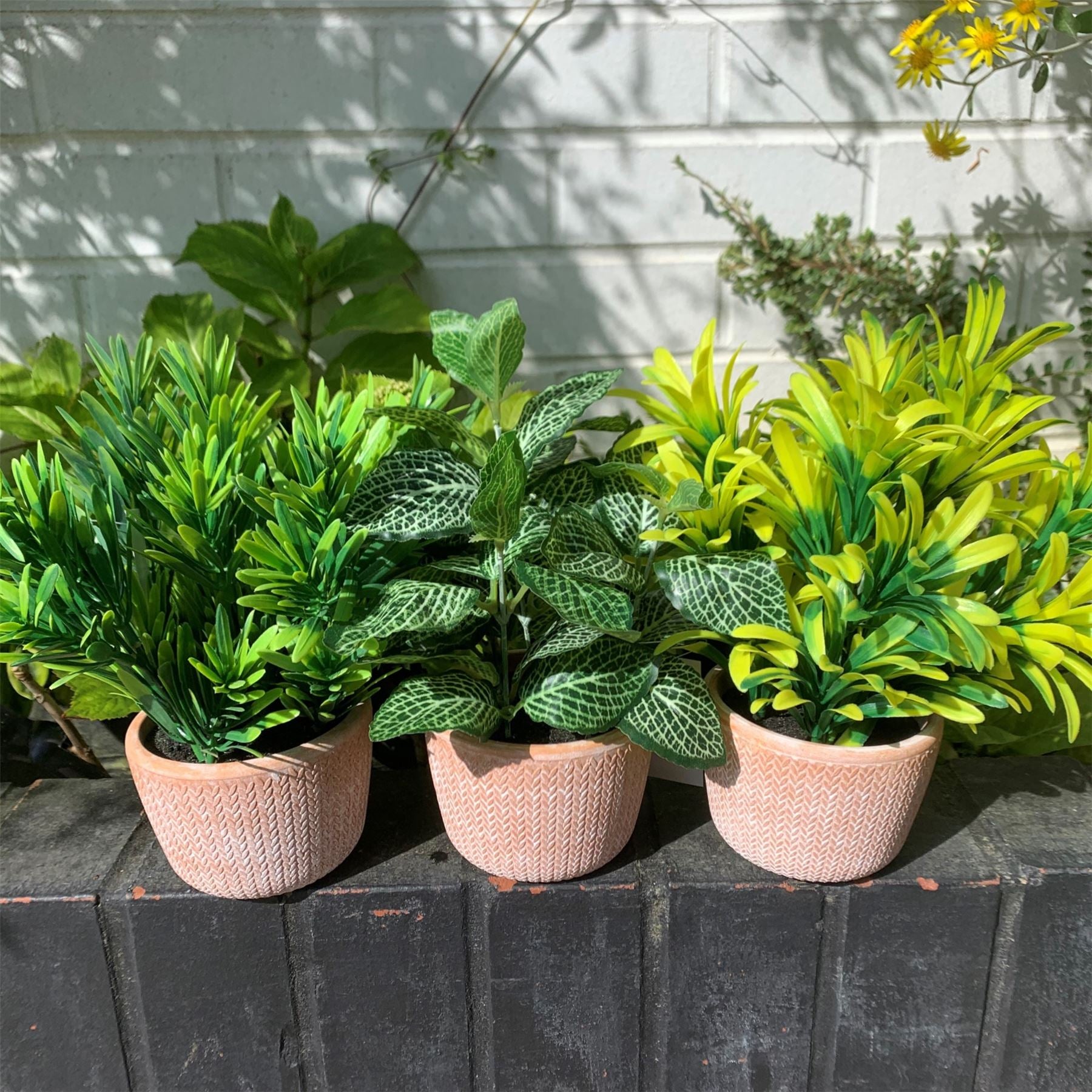 22cm Artificial Foliage Honey Plant Light Green in Terracotta Pot