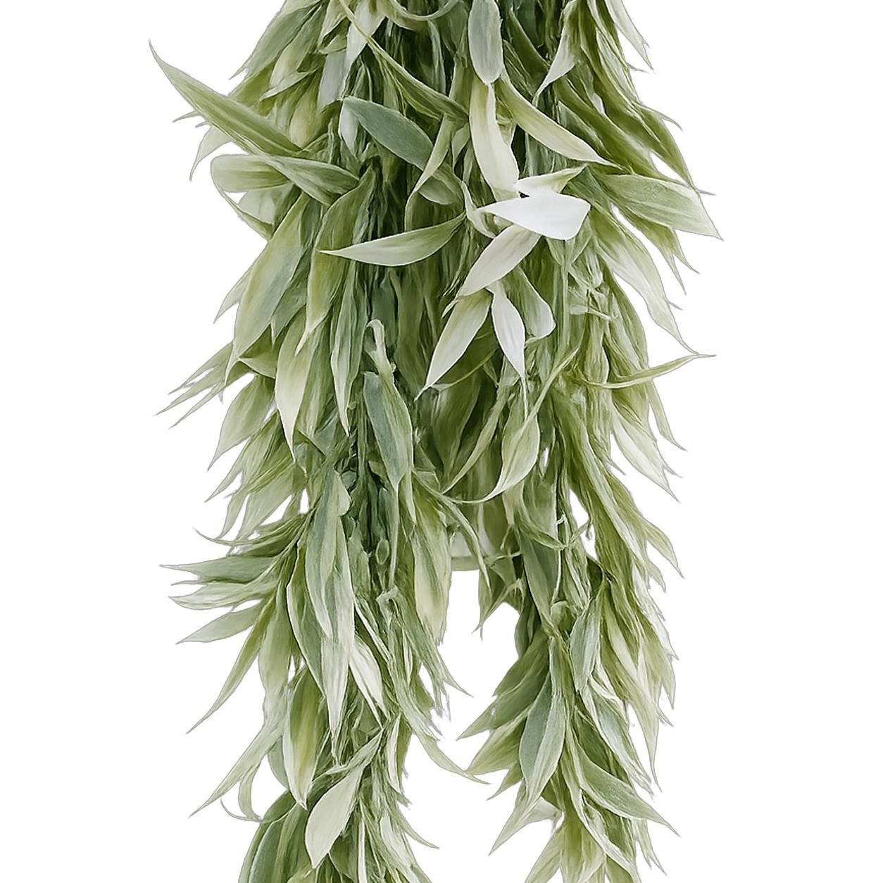 80cm Artificial Italian Ruscus Hanging Plant with Realistic Foliage - Light Green - Premium Quality