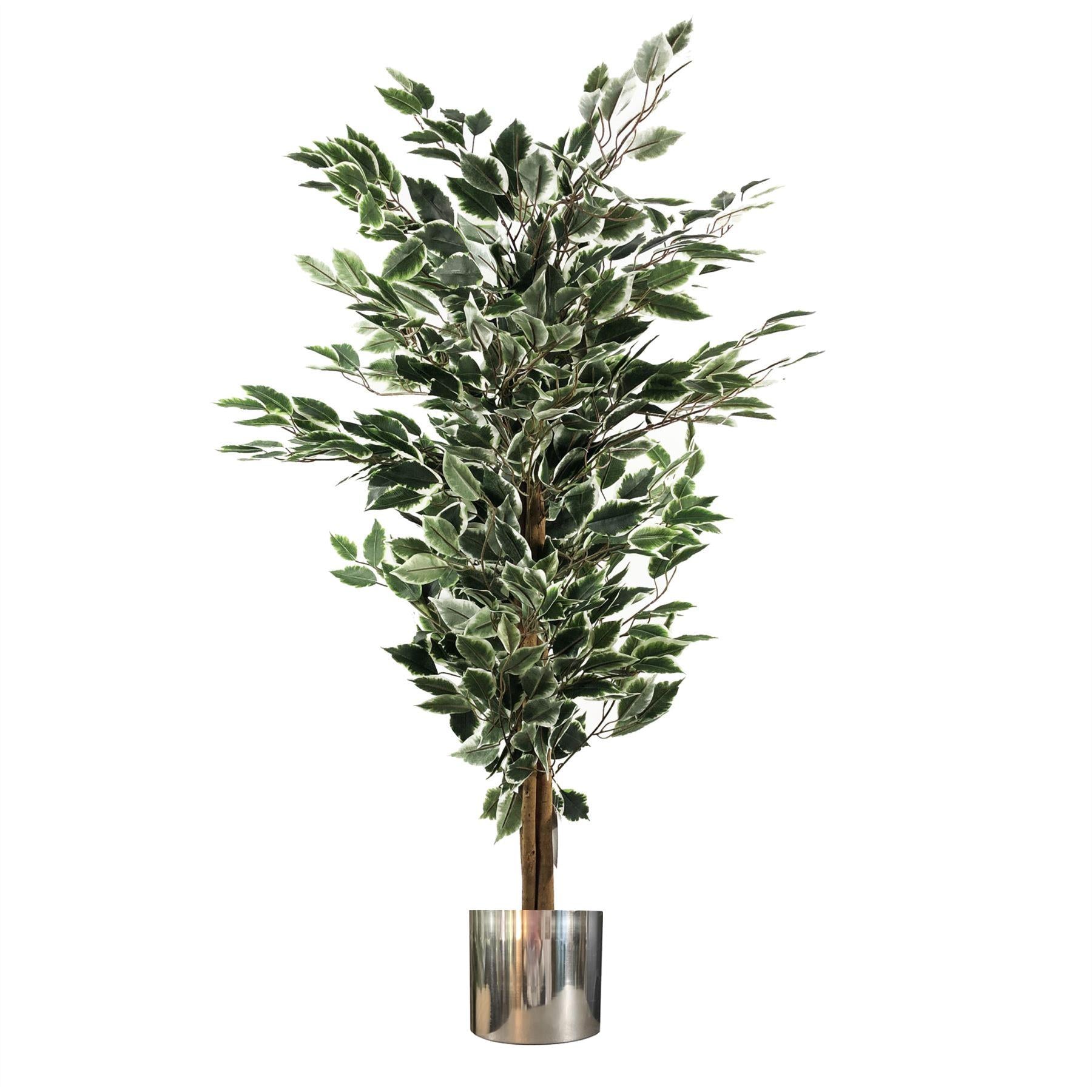 130cm Artificial Tall Variegated WhiteandGreen Bushy Ficus Tree