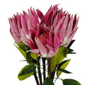 Artificial Pack of 6 x 65cm Protea Sugarbush Flower Stem - Pink - Premium Quality