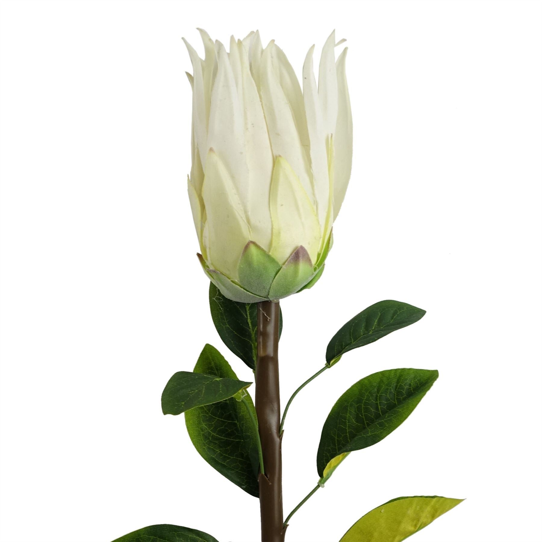 Artificial Pack of 6 x 65cm Protea Sugarbush Flower Stem - White - Premium Quality