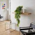 80cm Trailing Tropical Monstera Plant - Sage Green - Premium Quality